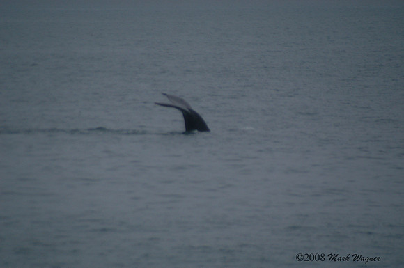 Gray whales in the Kenai Fjord