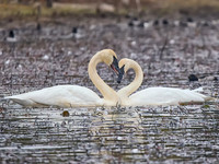 2025_12_08 Swans_Heber Springs