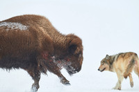 2020_03_26 Yellowstone Day 4 Bison attack _Wapiti pack