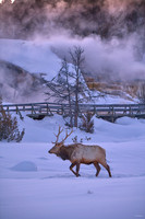 2020_02_25 Yellowstone Day 3