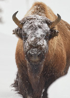 2020_02_26 Yellowstone Day 4