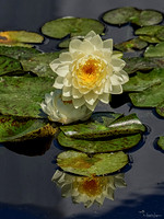 2026_06_21 Denver Botanical Garden