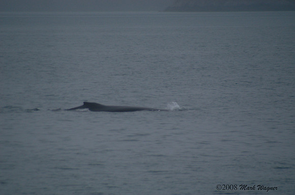 Gray whales in the Kenai Fjord