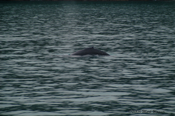 Gray whales in the Kenai Fjord