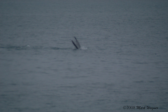 Gray whales in the Kenai Fjord