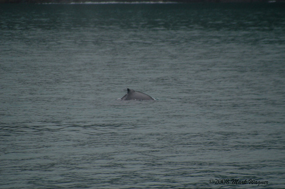 Gray whales in the Kenai Fjord