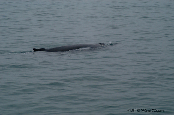 Gray whales in the Kenai Fjord