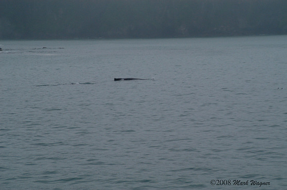 Gray whales in the Kenai Fjord