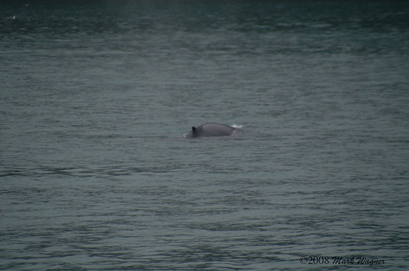 Gray whales in the Kenai Fjord