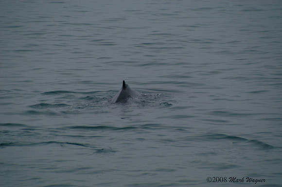 Gray whales in the Kenai Fjord