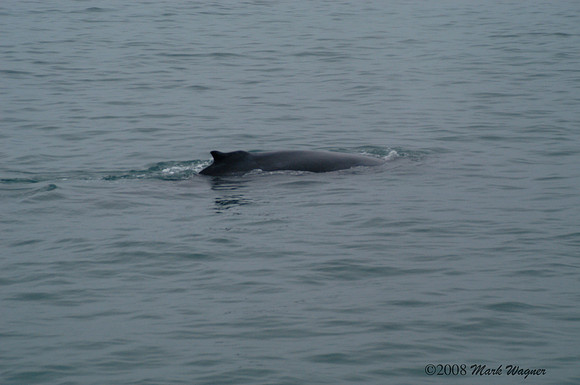 Gray whales in the Kenai Fjord