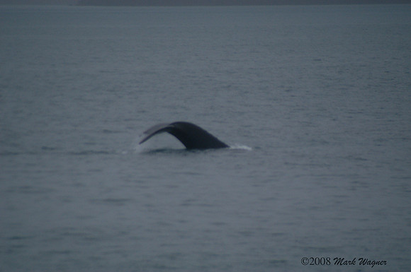 Gray whales in the Kenai Fjord
